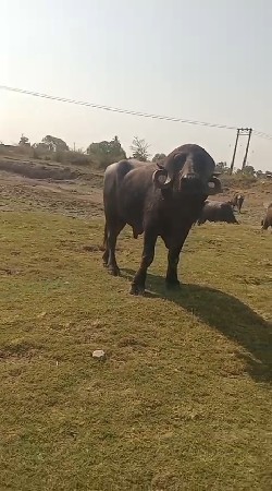 પાડો