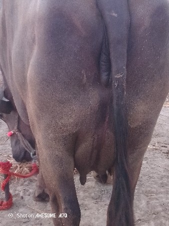 બે ભેંસ વેચવાની છે