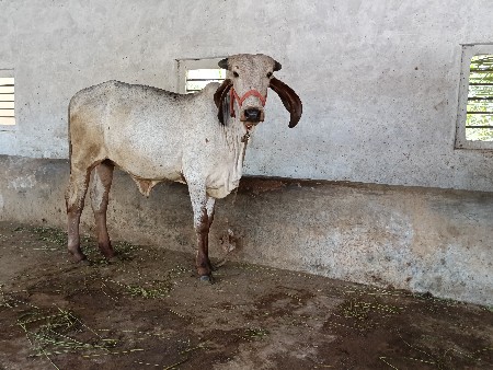 નિલડિ વોડકિ કારા આછળ છે