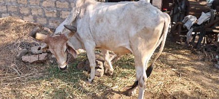 બળદ વેચવાના છે