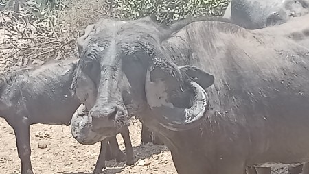 આ પાડો વેચવા નો છે‌.