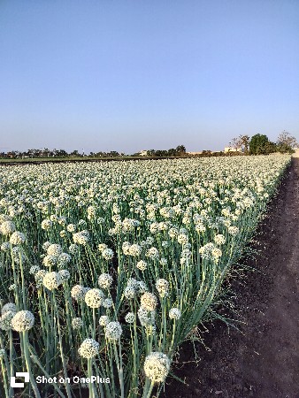 બિયારણ વેચવા નું છે.