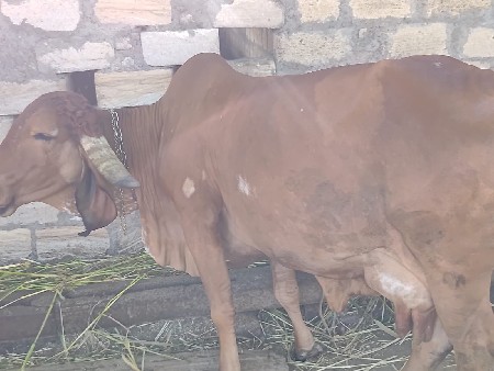 ગીર ગાય વેચવા ની છે