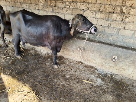 સાત 8લીટર દૂધ મહિના20 દિવસની વીણેલી