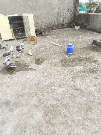 kabutar ni peti vechavani che
