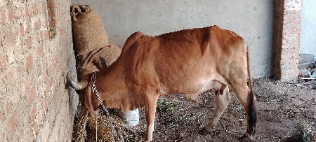 ગાય વેચવાની છે વીયાણેલી મઈનાદીની