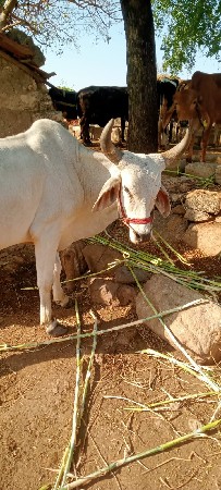 બળદ વેચવાના છે