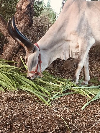 ગોધરા નેસના ના છે