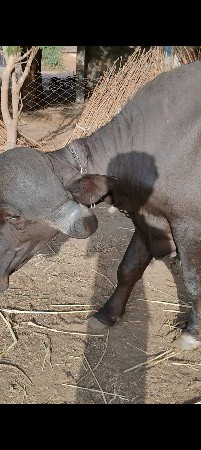ટોપલ પ્યોર જાફરાબાદી ખડી