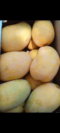 કેસર કેરી