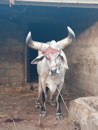 1 વાવણી કાઢેલ છે .