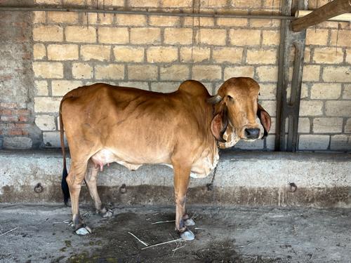 ગાય