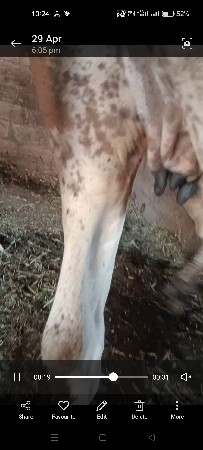 ઓડકી વેચવાની છે