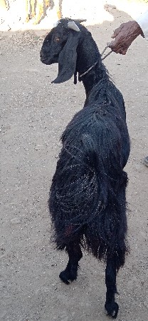 ત્રણ વરસની પાઠ વેચવાનીછે