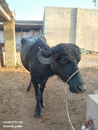 ભેંસ વેચવાની છે