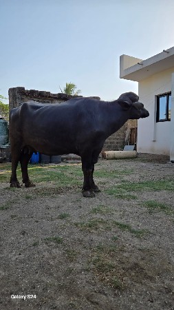ભંસ
