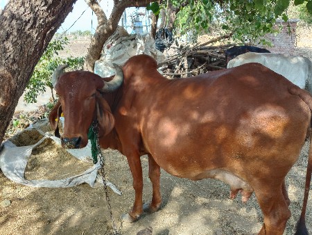 આ ગાય વેસાવાની. સે.
