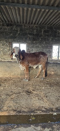 ગીર હોડકી વેચવાની છે