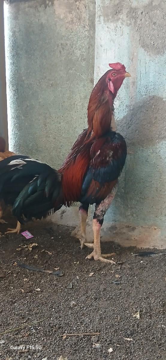 અસિલ મુરઘા વેચવાનો છે