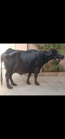ભેંસ વેચવાનું છે