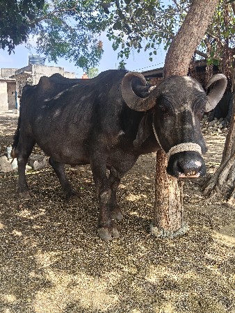 ભેંસ વેચવાની છે