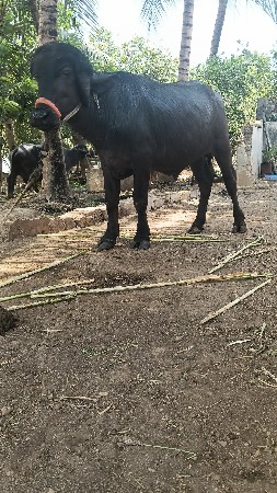 પાડો વેચવાનો છે