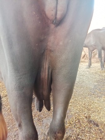 ભેસ વેચવાની છે