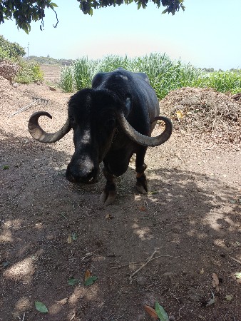 વેચવાની છે