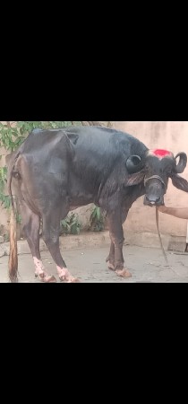 ભેંસ વેચવાનું છે