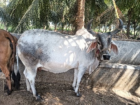વેચવા ની છે
