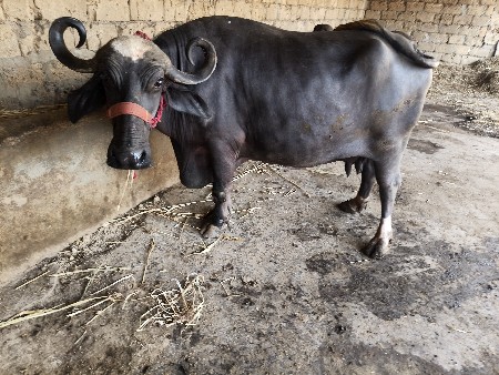 15 દિવસની કાચી