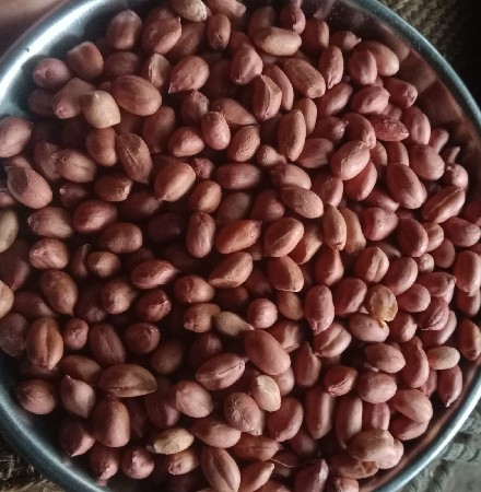 માંડવી નું બિયારણ કોરૂ
