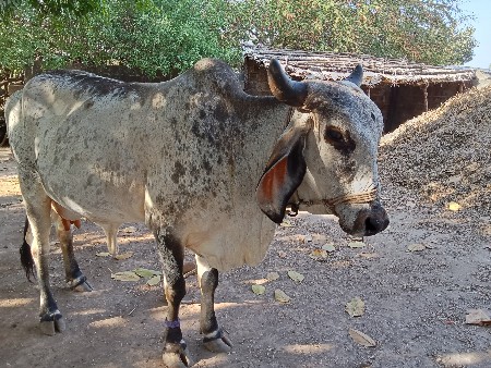 ગાય વેસવાની સે