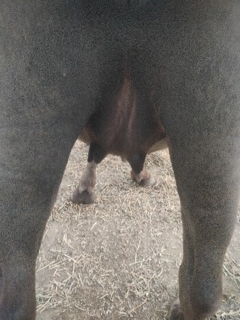 વેચવાની