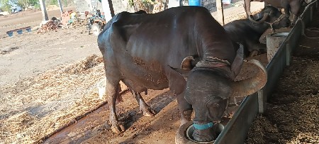 3ju vetar