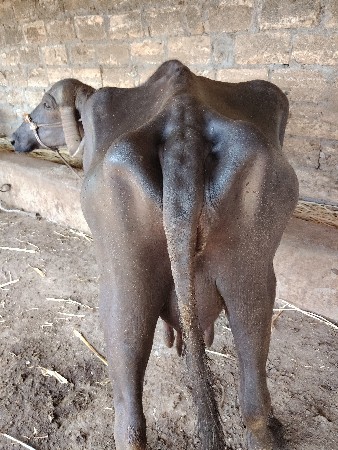 ભેંસ વેચવાની છે,