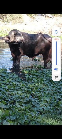 પાડો વેચવાનો છે