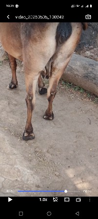 ગીર કોર્સ