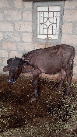 પાડોવેસવાનોછે