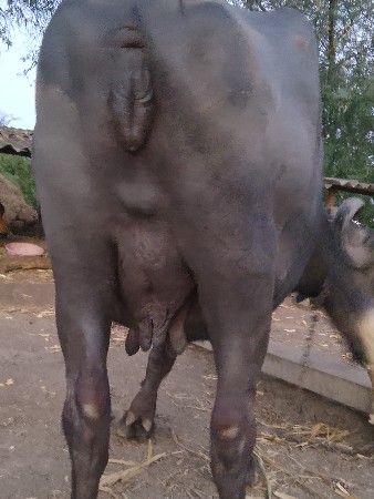 ત્રીજું વેતર.20.દીવચની.કાચી