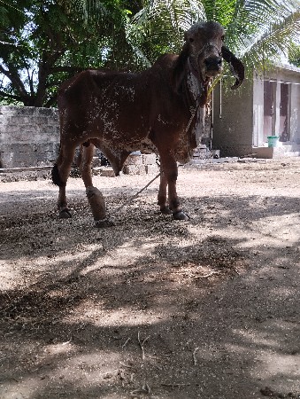 ગીર વાસડો વેસવાનો સે