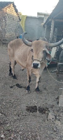 બળદ ની જોડ બેસવાની સે