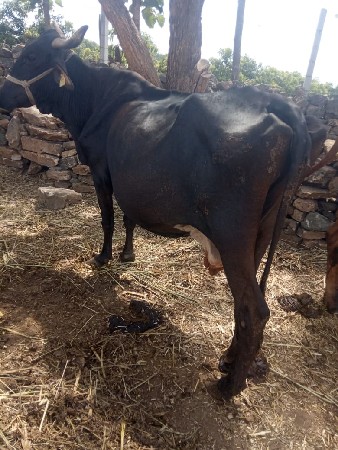 ગાય વેચવાની સે