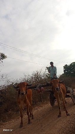 ગોઢલા વેચવાના છે