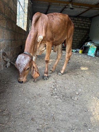 વાછડી વેચવાની