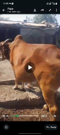ગાય વેચવાની છે