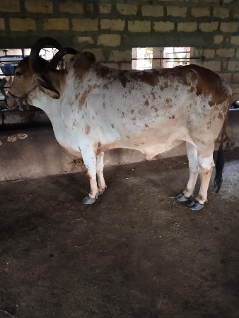 બરધવેસવાનોછે