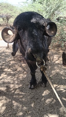 pado vechava no che