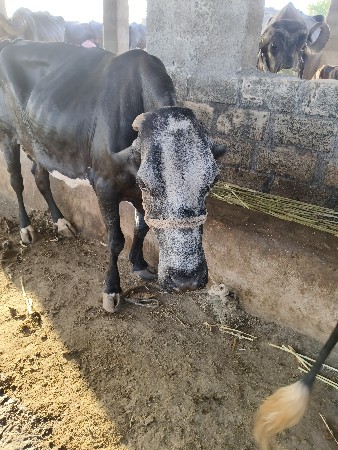 જર્સી ગાય વેચવાની છે