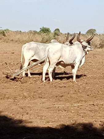 બળદ વેચવાના છે